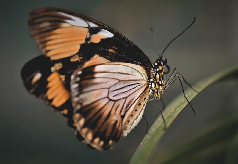 Butterfly Effect Handling